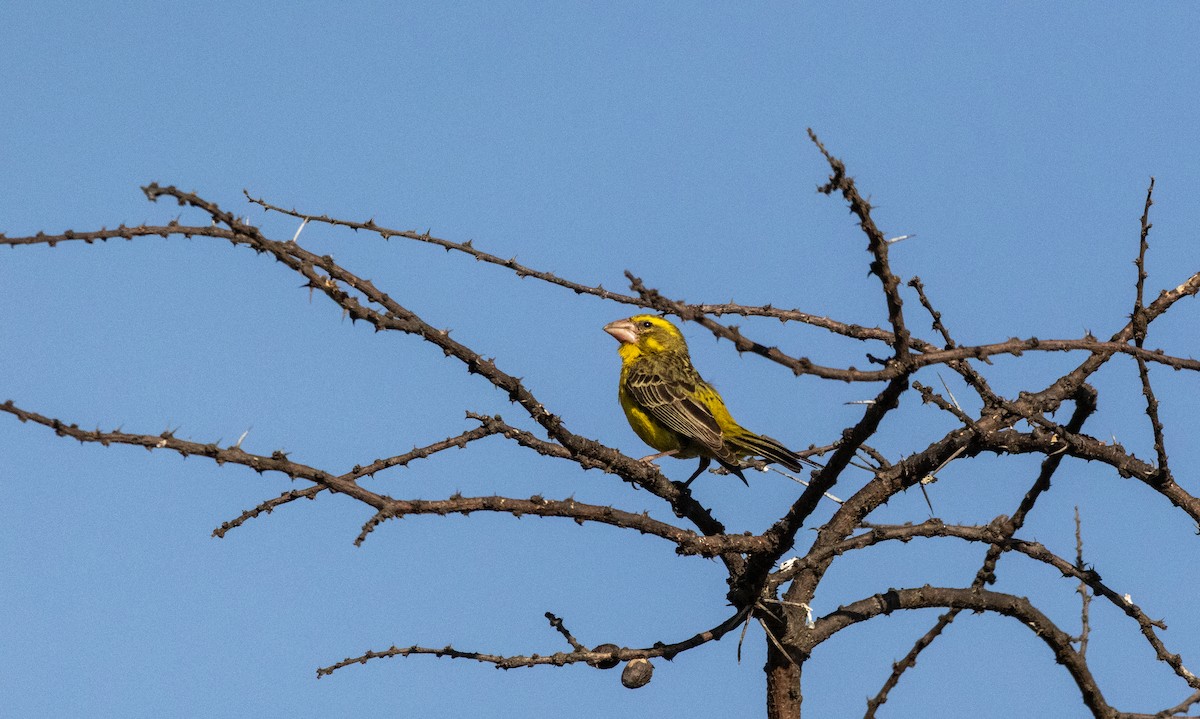 Northern Grosbeak-Canary - ML646738505