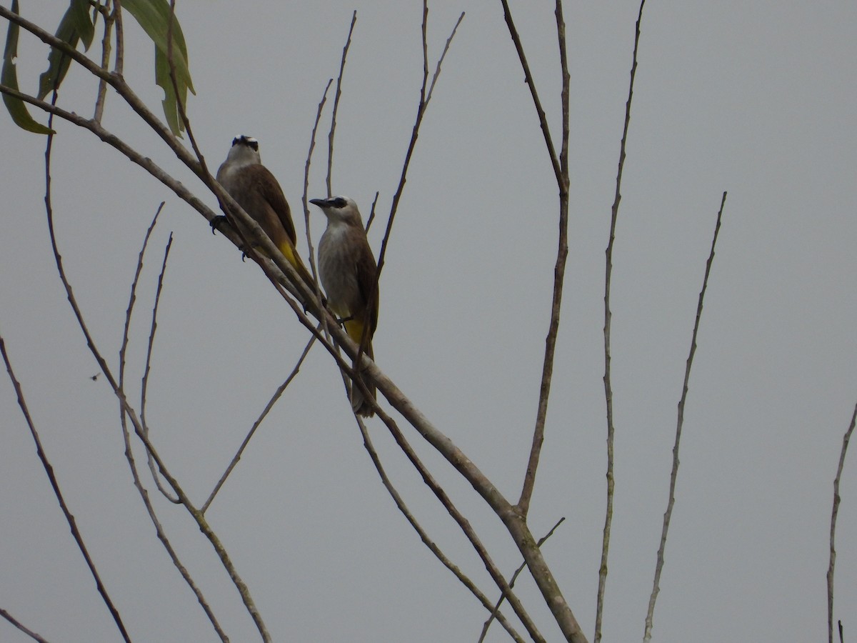 Бюльбюль широкобровий - ML646738506