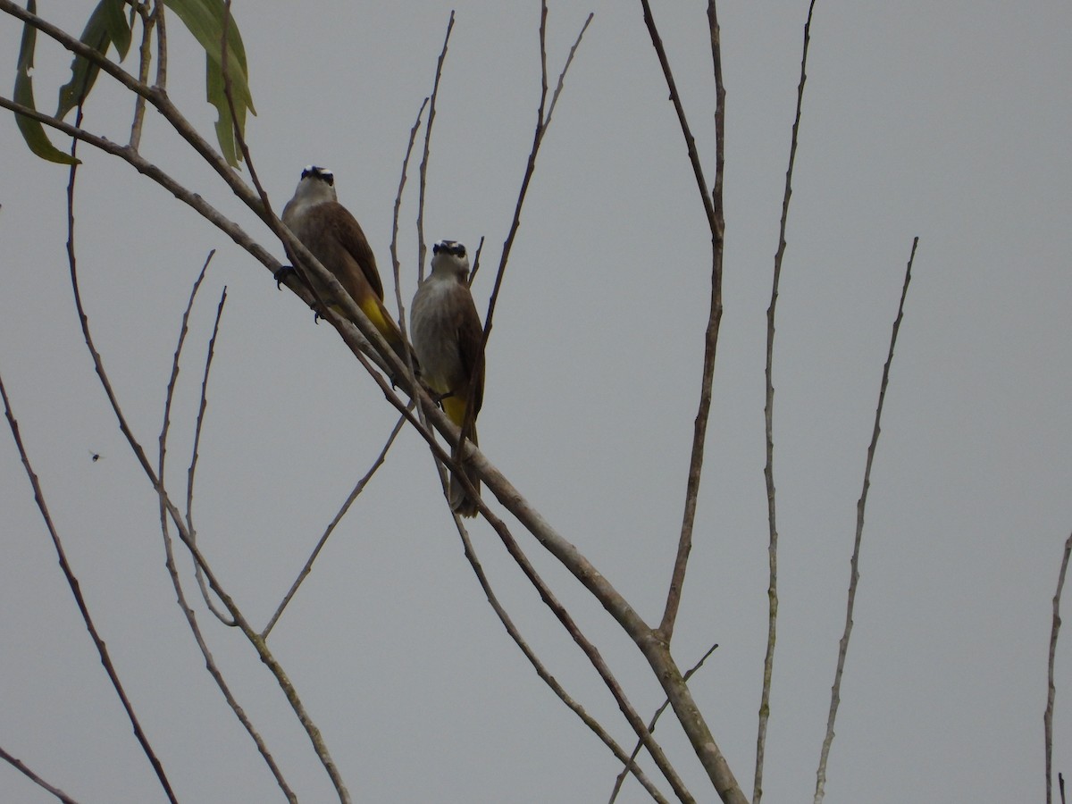 Бюльбюль широкобровий - ML646738508