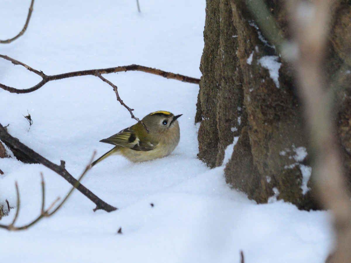 Mendi-erregetxoa [regulus Taldekoa] - ML646738510