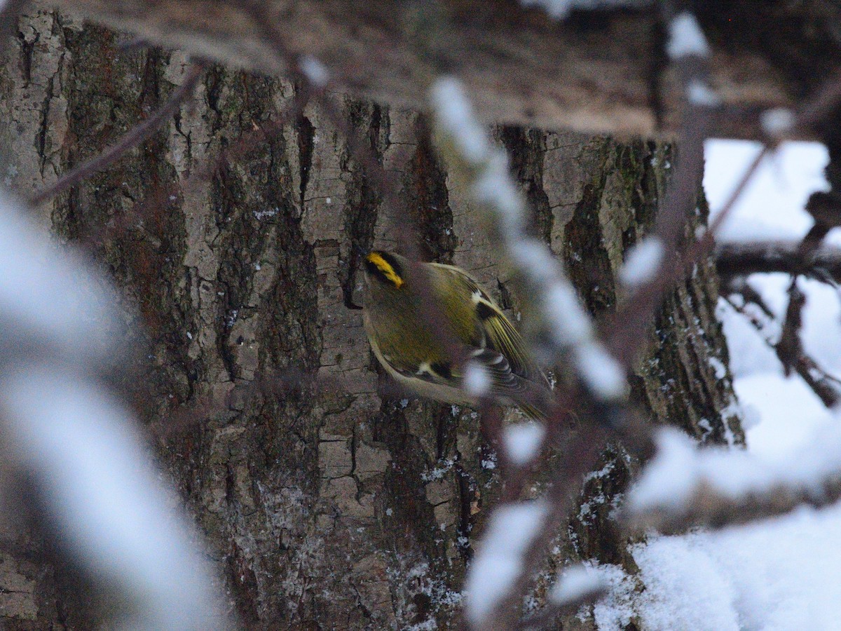 Mendi-erregetxoa [regulus Taldekoa] - ML646738511