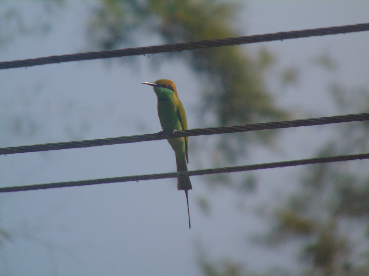 Asian Green Bee-eater - ML646738514