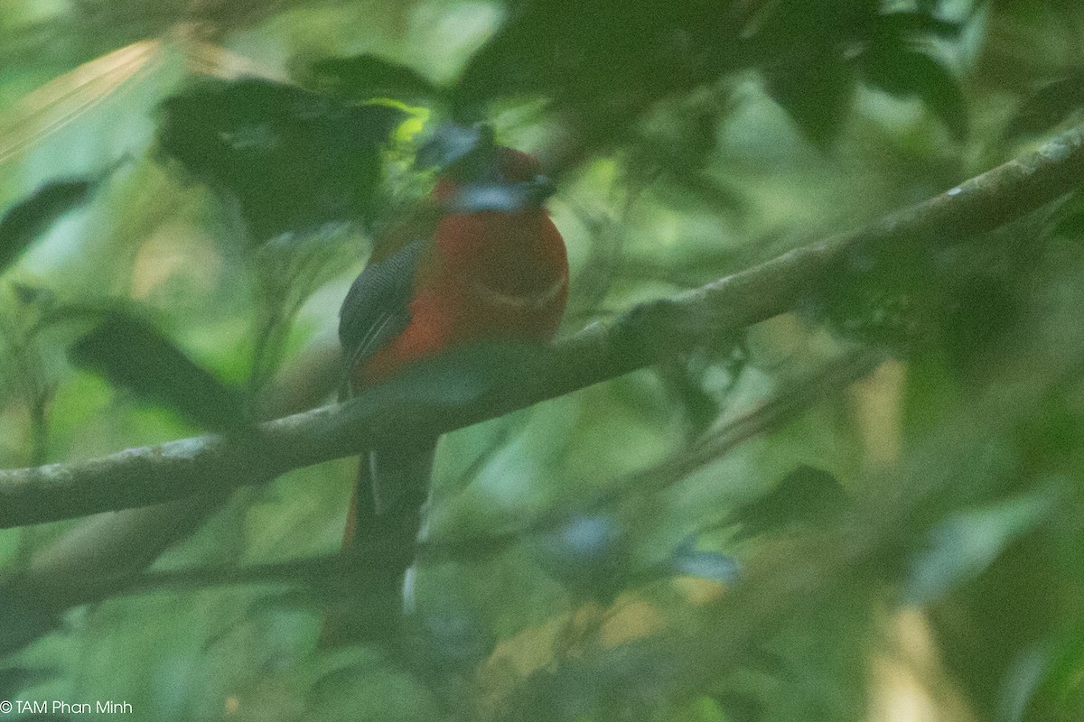 Red-headed Trogon - ML646738515