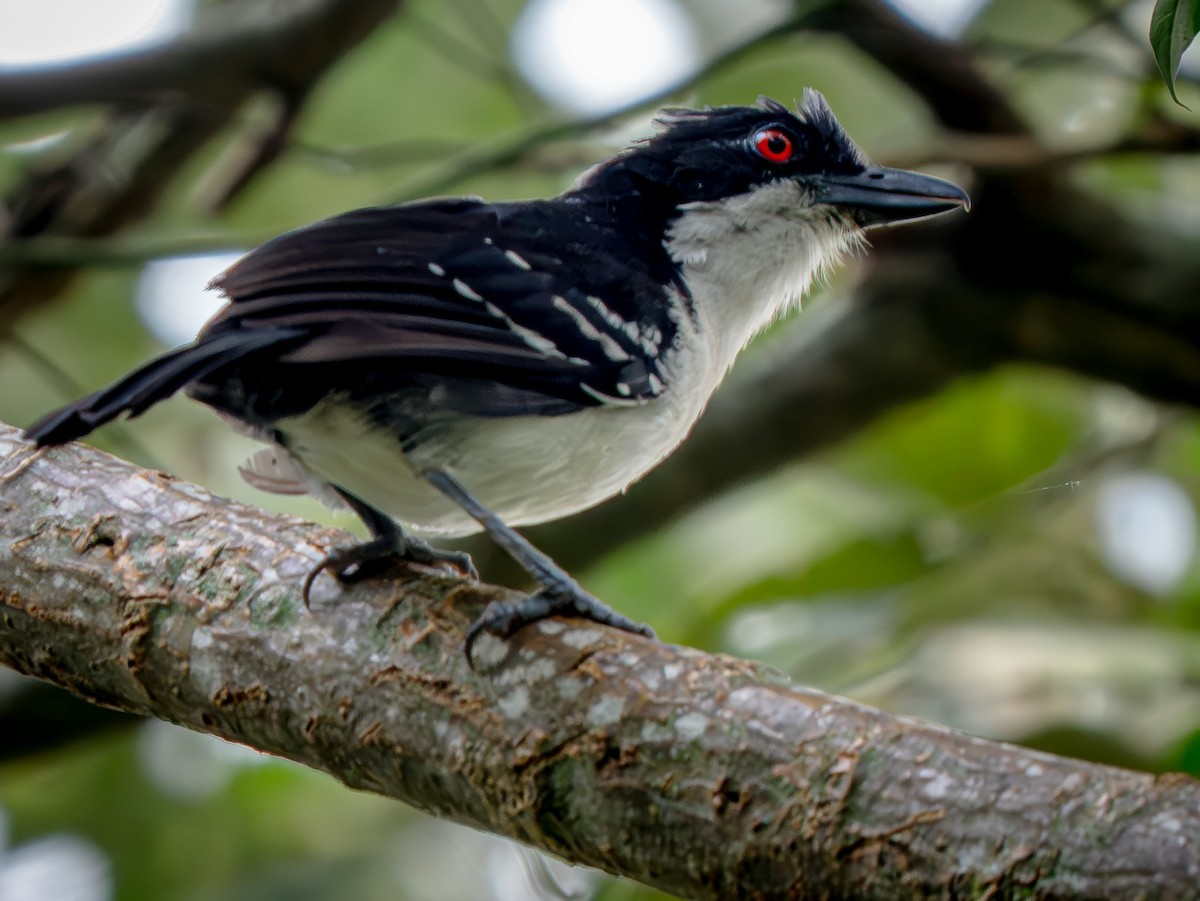 Great Antshrike - ML646738517