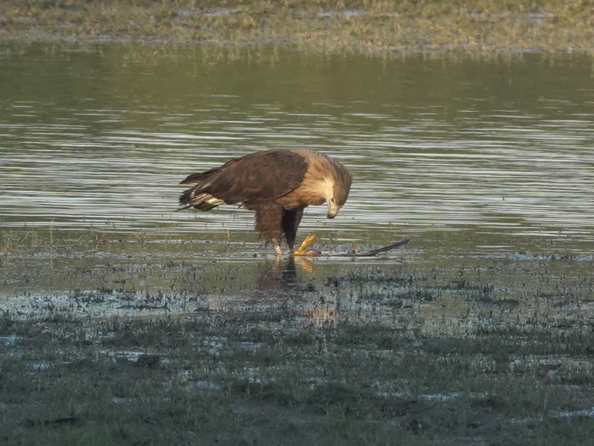 Pallas's Fish-Eagle - ML646738522