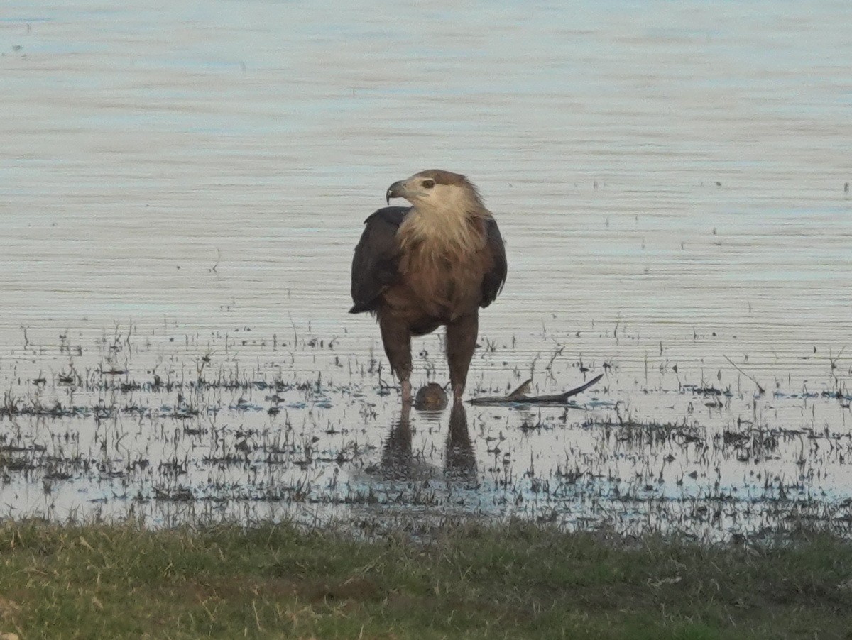 Pallas's Fish-Eagle - ML646738523