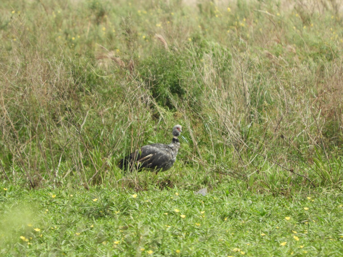 Kamichi à collier - ML646738532
