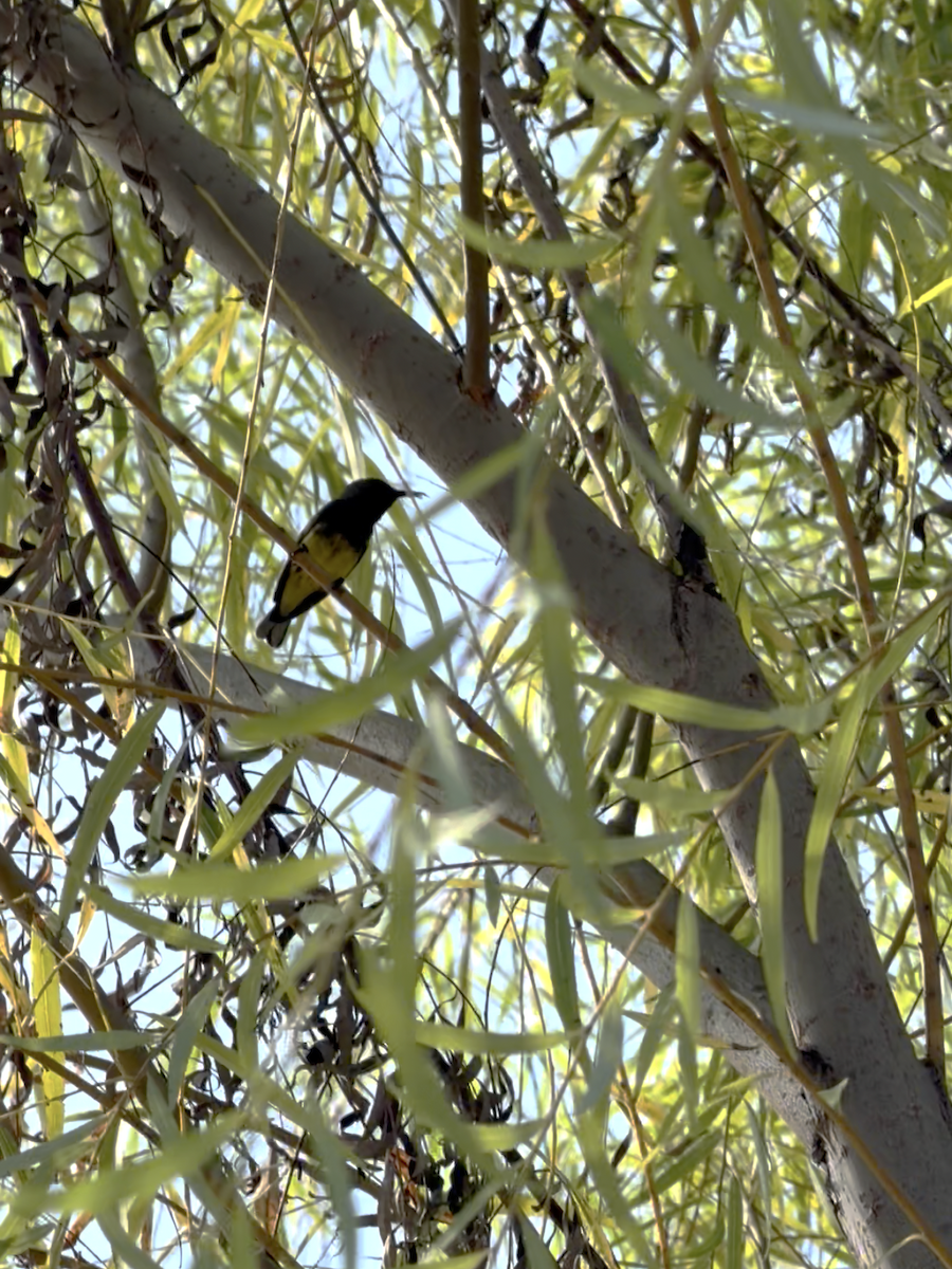 Ornate Sunbird - ML646738536