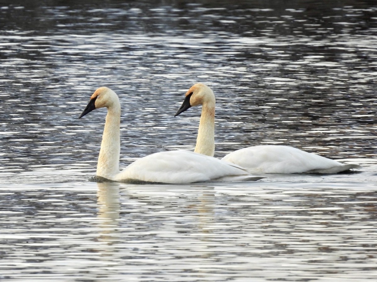 Trumpeter Swan - ML646738540