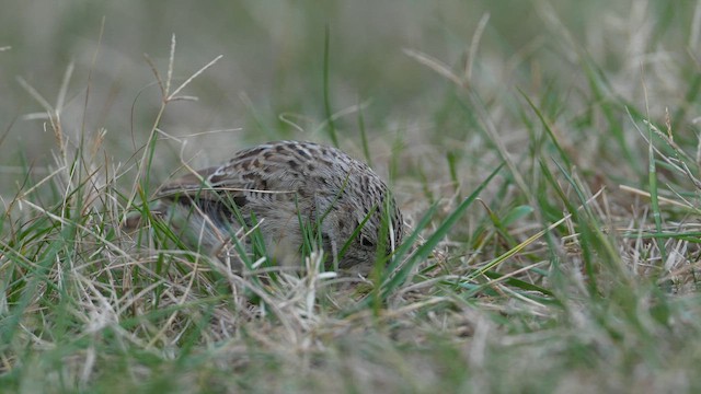 Чінголо очеретяний - ML646738544