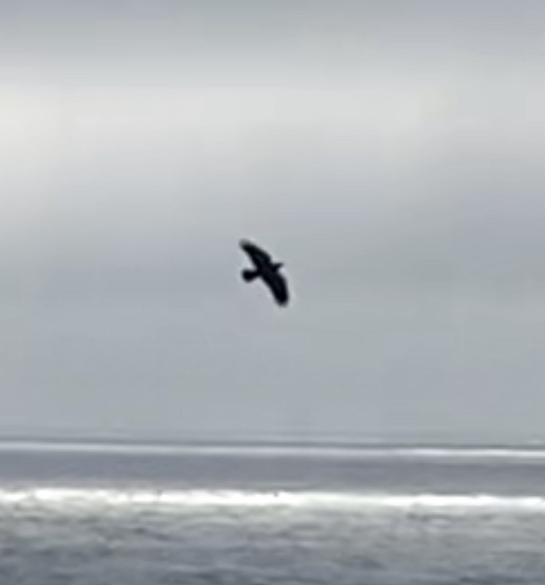 Carrion Crow - ML646738546