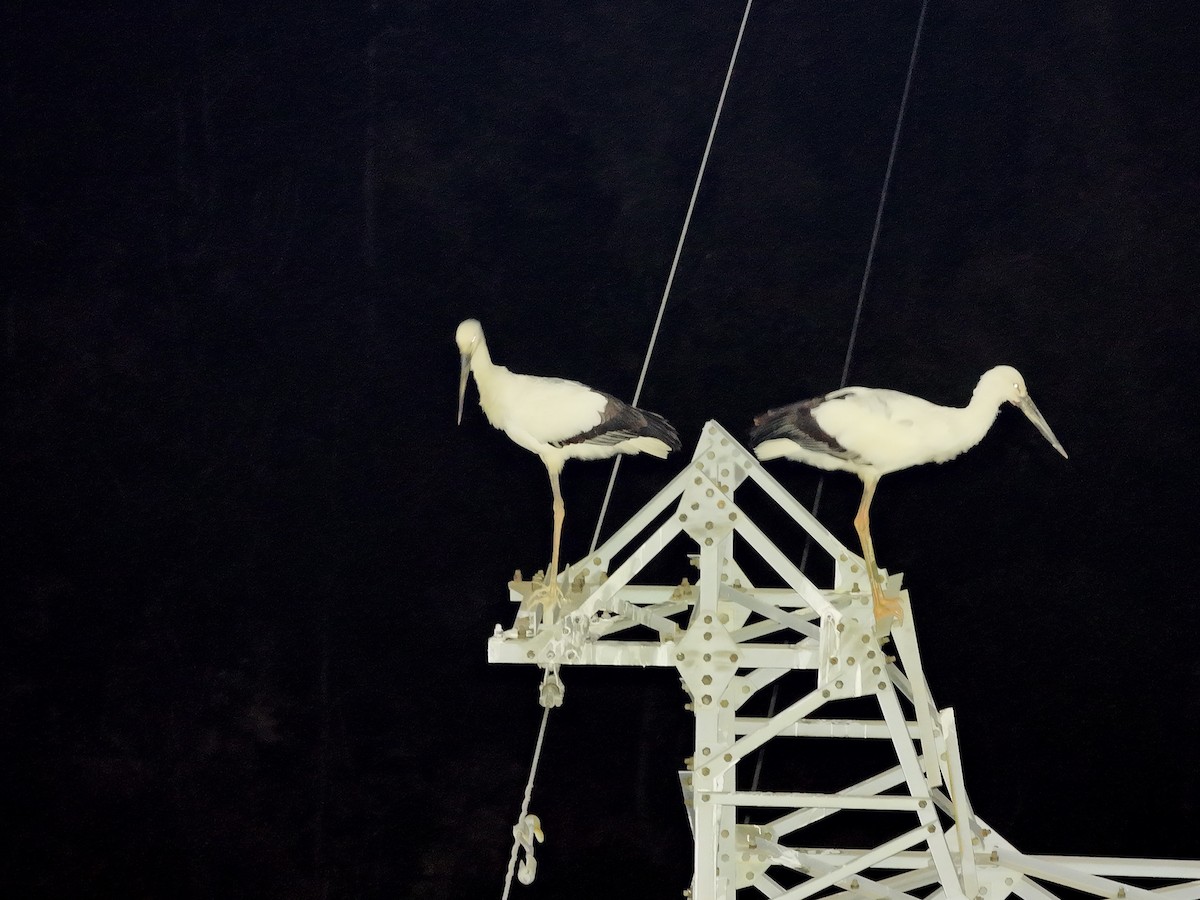 čáp východní - ML646738549