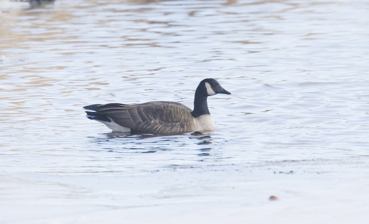 Oca canadese maggiore - ML646738551