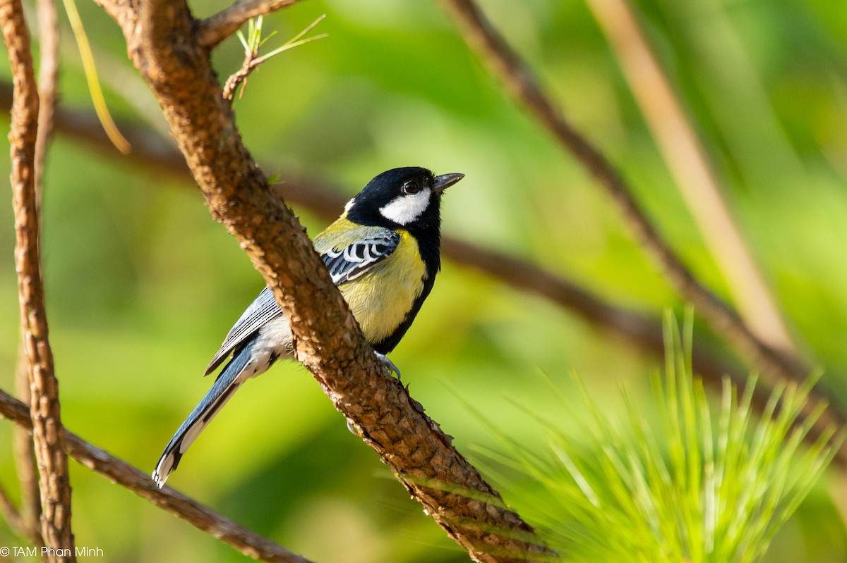 Carbonero Dorsiverde - ML646738552