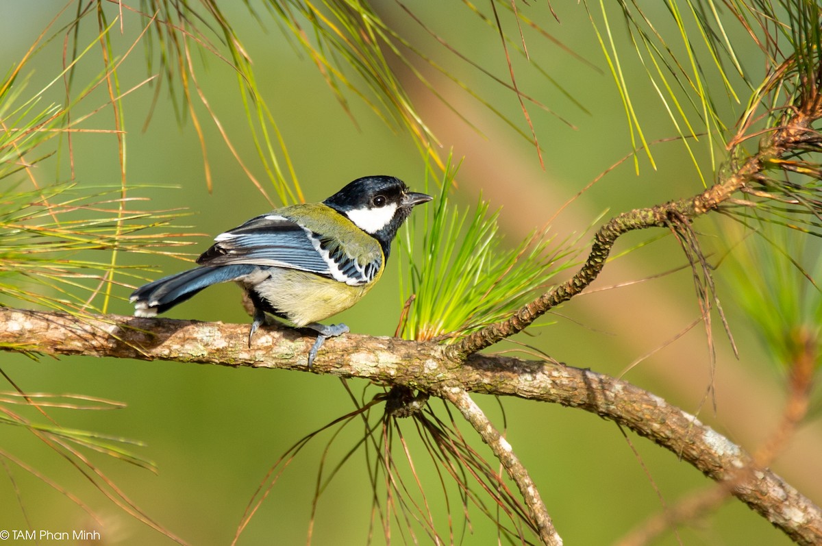 Carbonero Dorsiverde - ML646738557