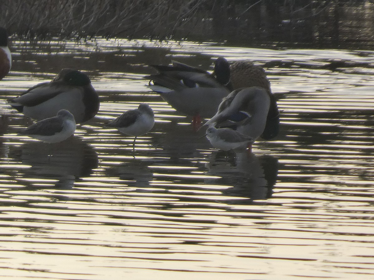 Urmael-kuliska - ML646738558