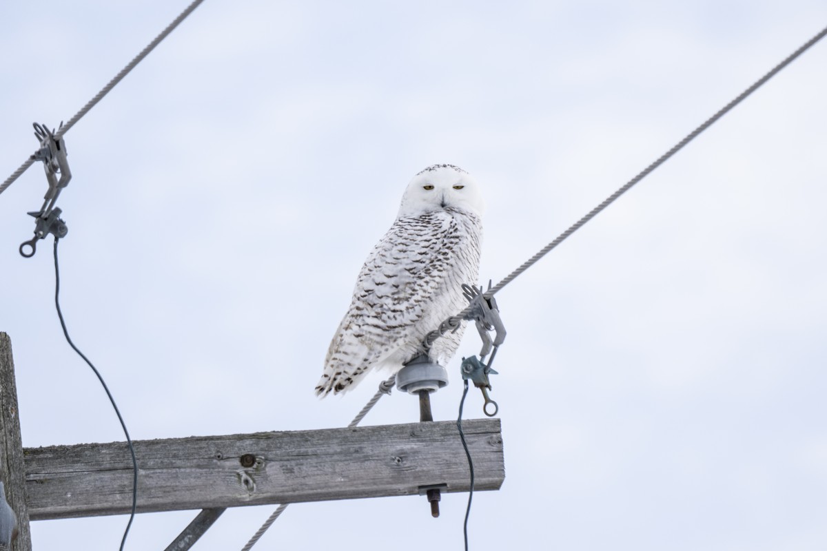 Snowy Owl - ML646738559