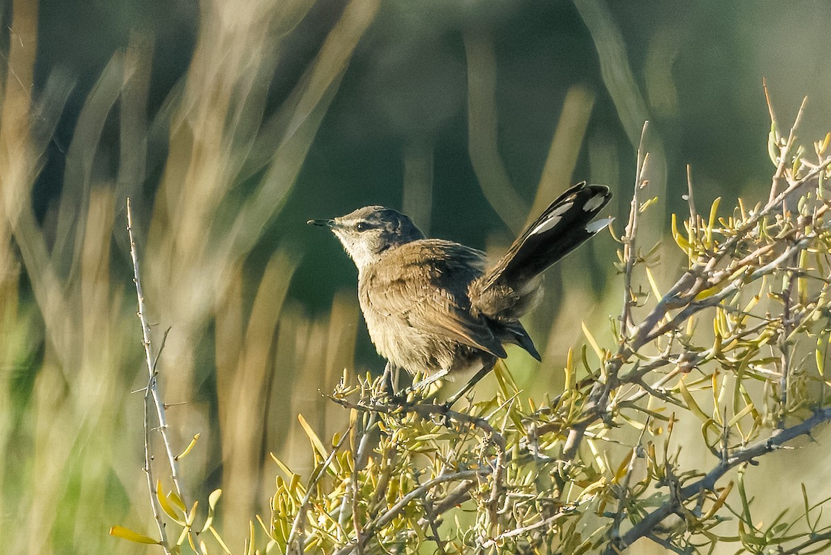 Голосистый тугайный соловей - ML646738562
