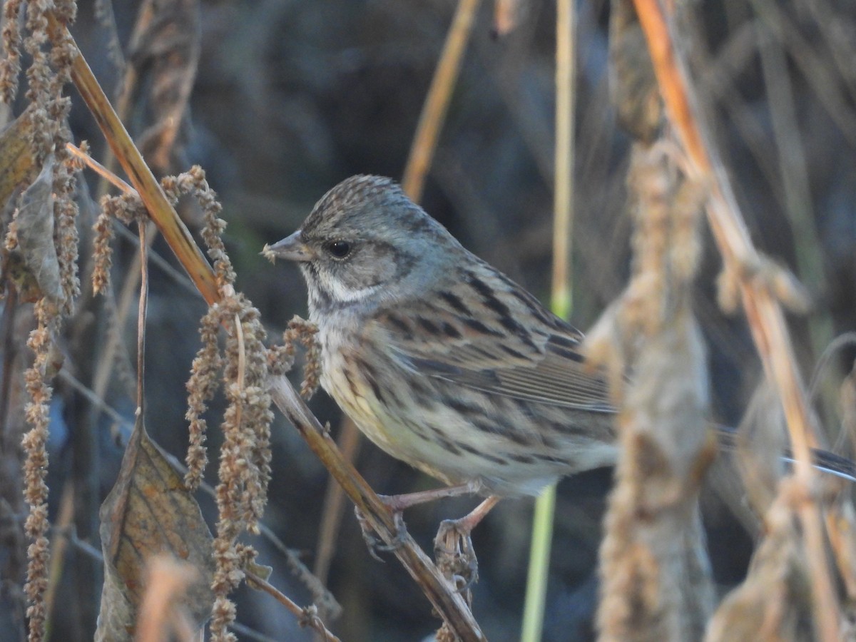 Kara Suratlı Çinte - ML646738565