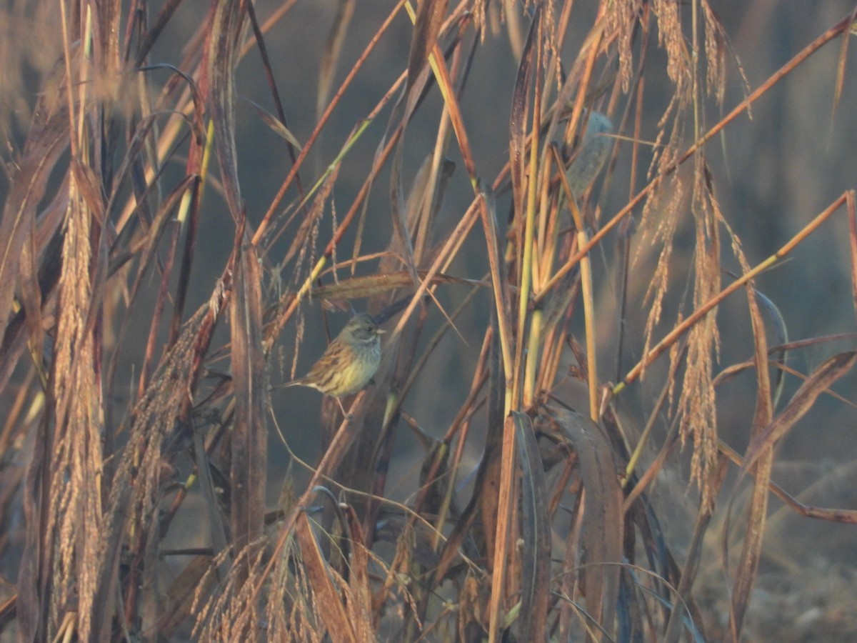 Kara Suratlı Çinte - ML646738566