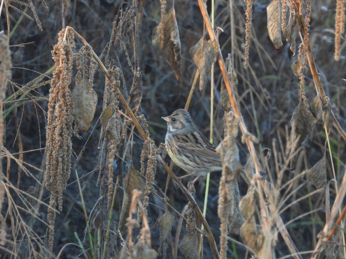 Kara Suratlı Çinte - ML646738567