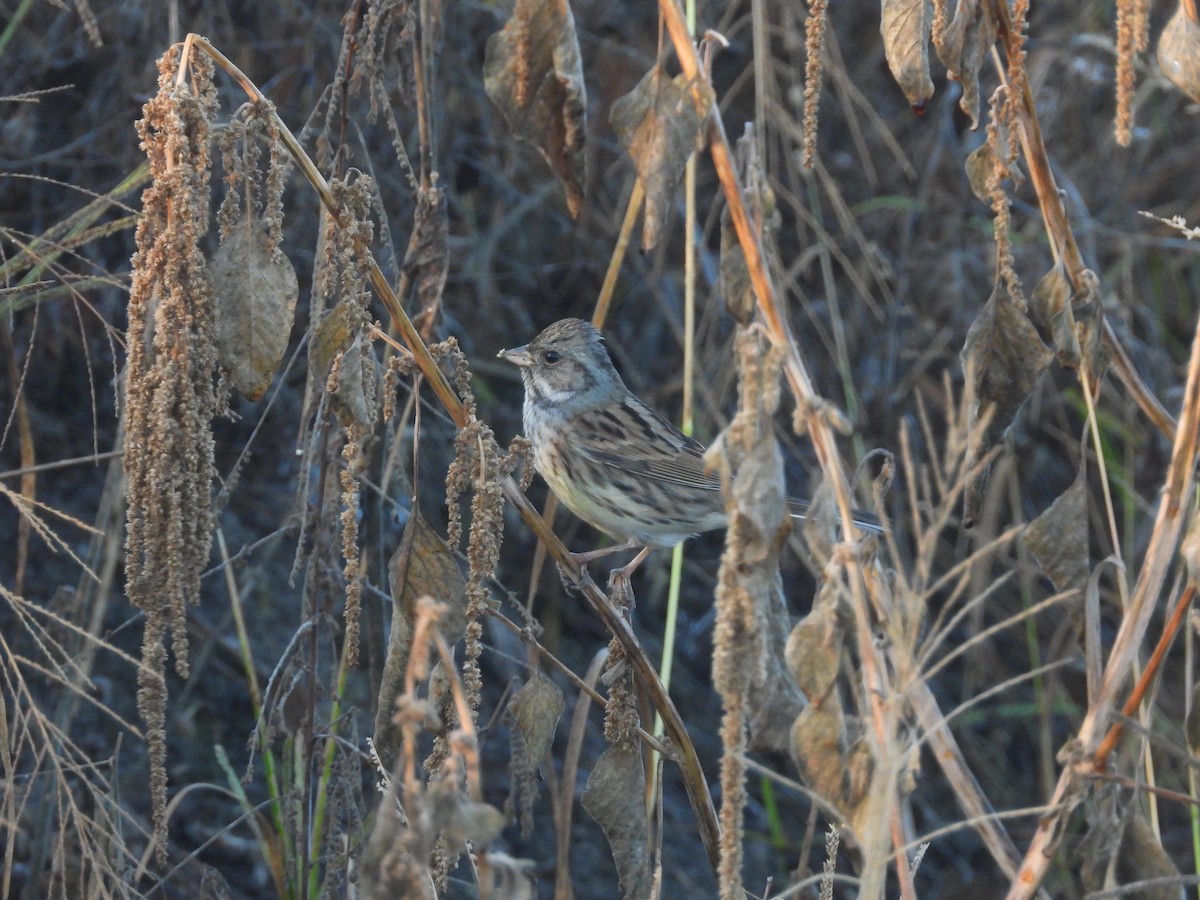 Kara Suratlı Çinte - ML646738568