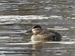 Gobbo della Giamaica - ML646738569