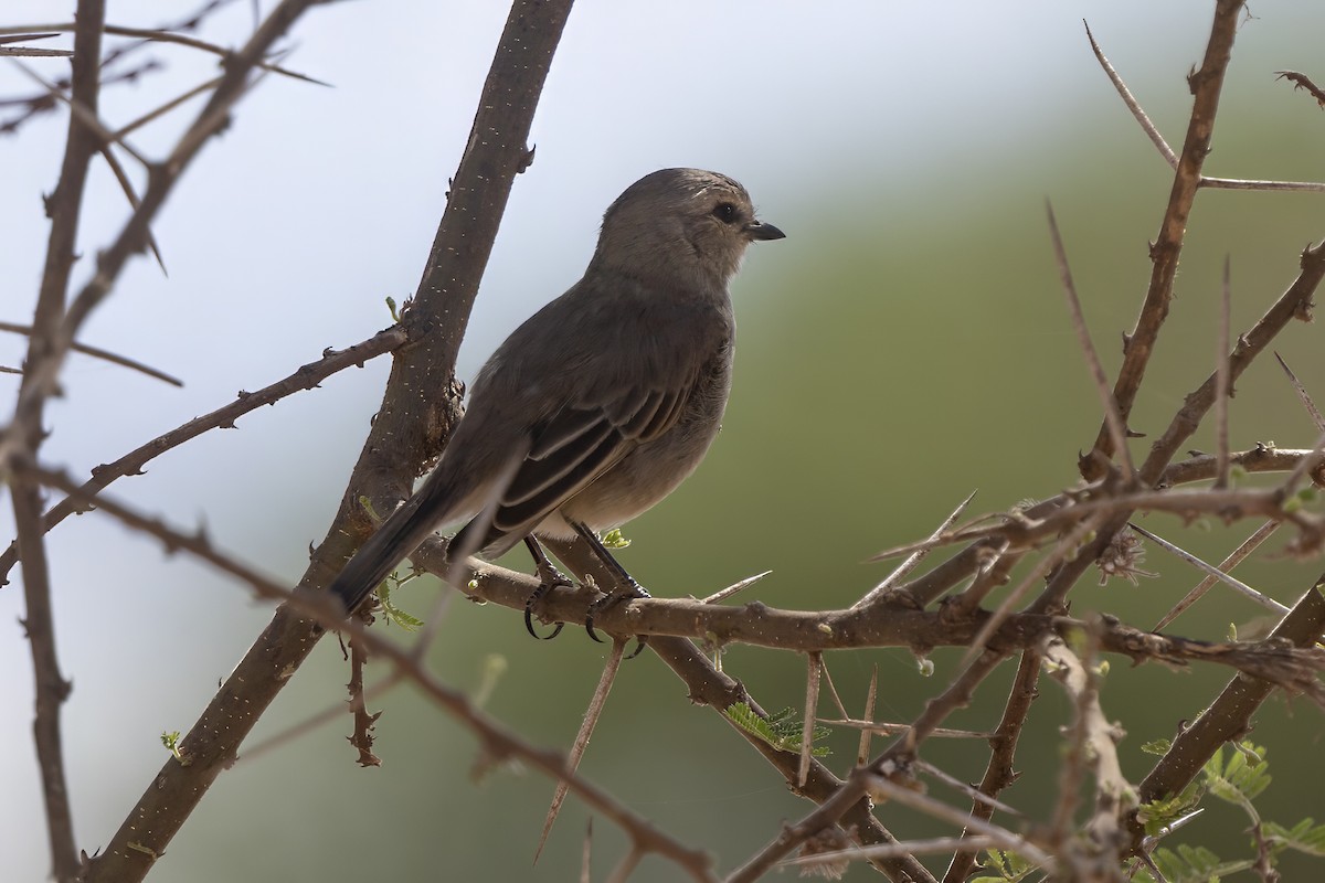 African Gray Flycatcher - ML646738570