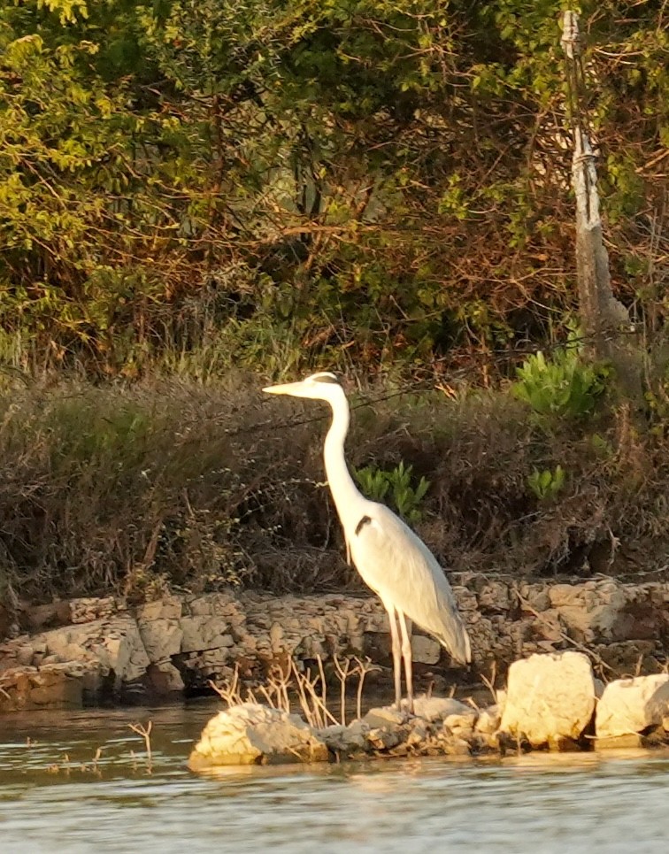 Gray Heron - ML646738571