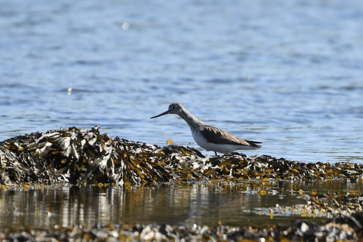 Common Greenshank - ML646738575