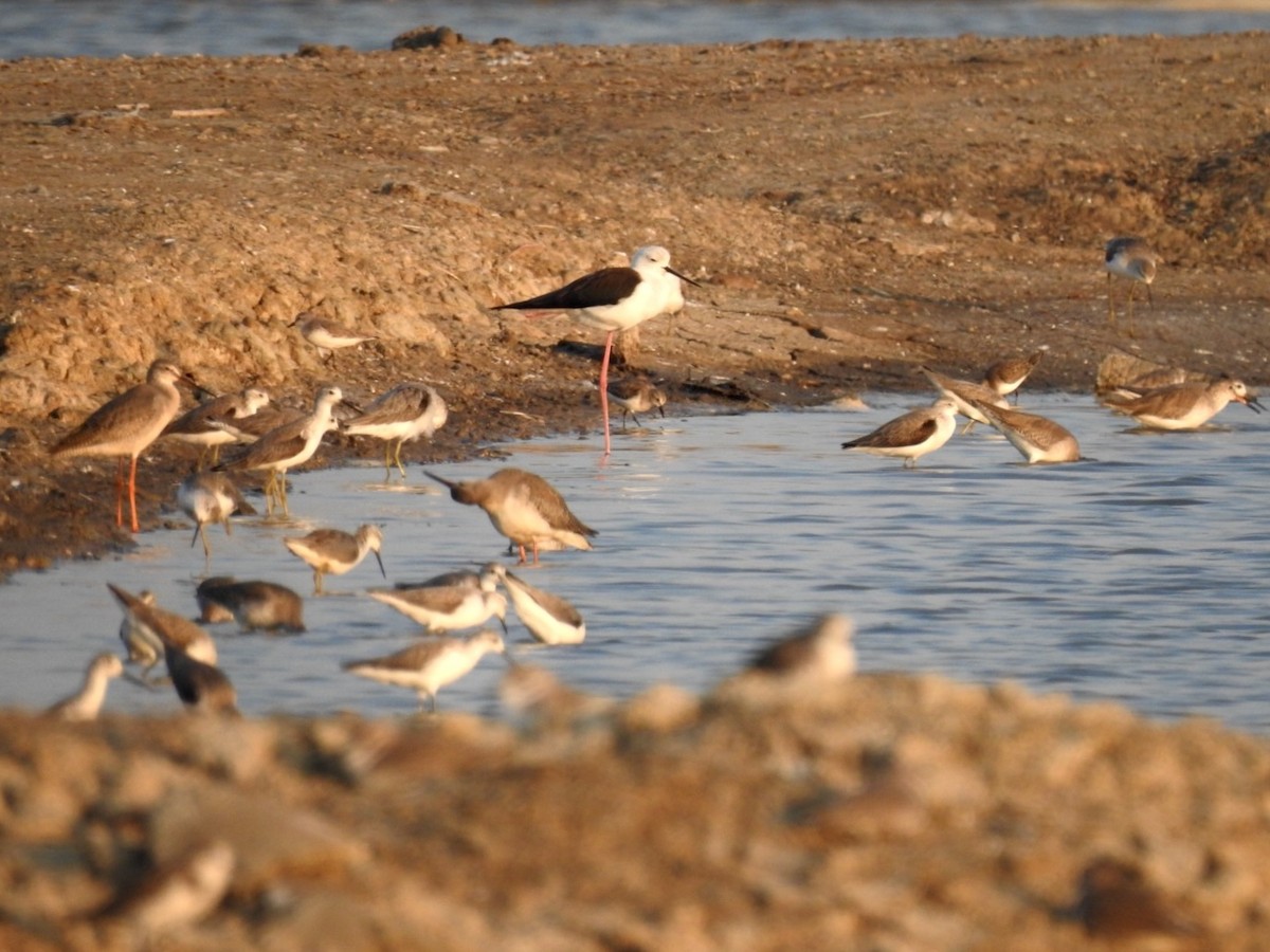 Zankaluze eurasiarra - ML646738576