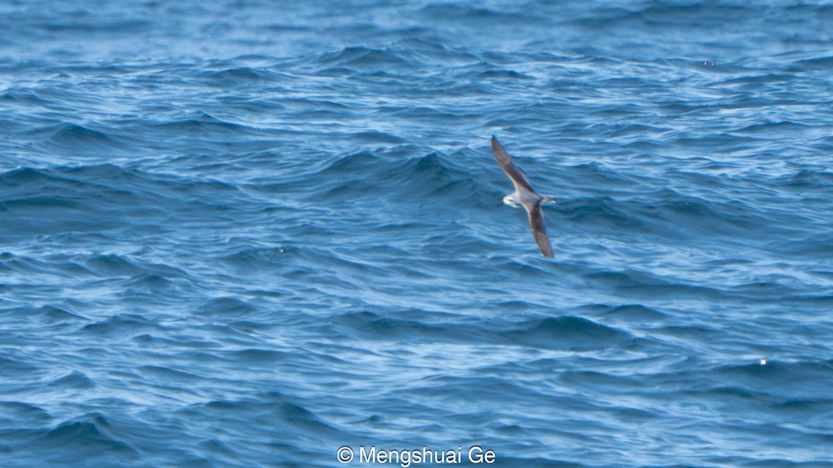 Cook's Petrel - ML646738577