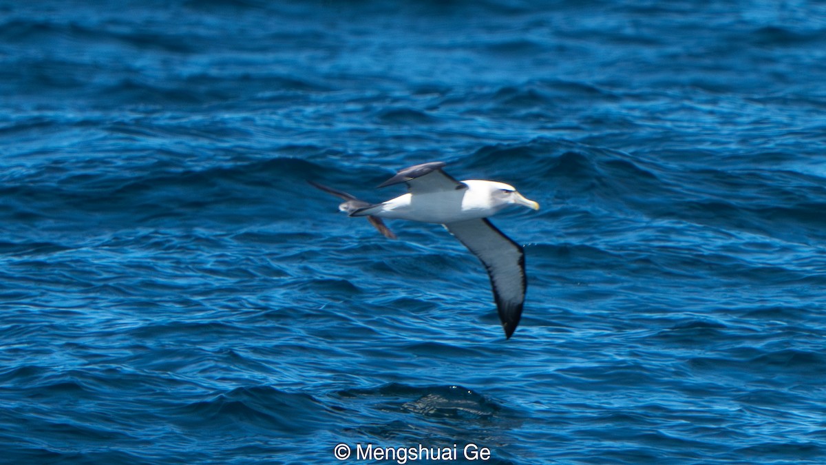 Cook's Petrel - ML646738578