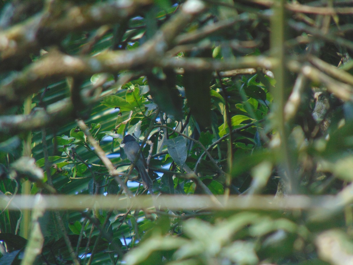 Black-naped Monarch - ML646738579