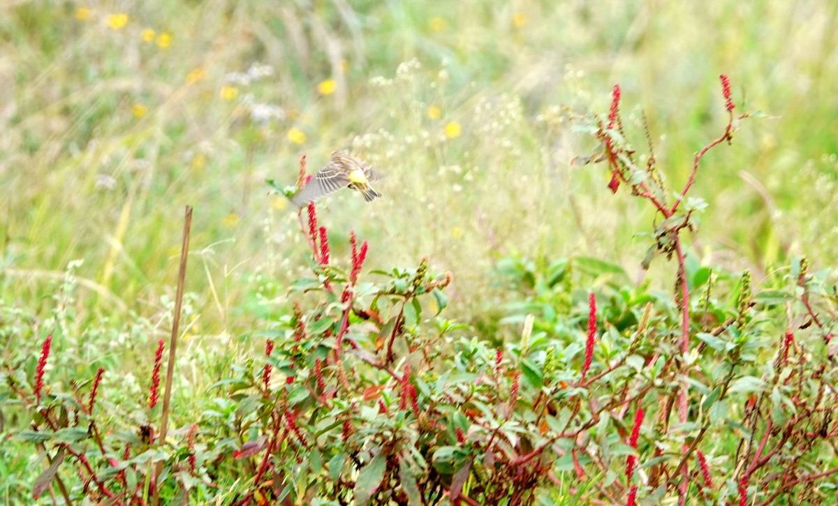 Reichenow's Seedeater - ML646738580