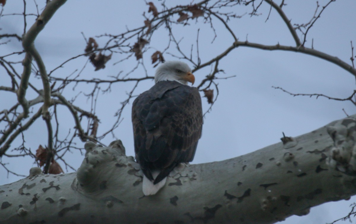 Pygargue à tête blanche - ML646738581