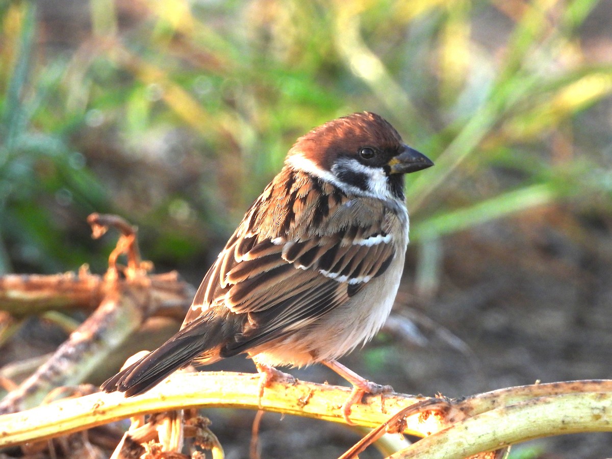 Ağaç Serçesi - ML646738582