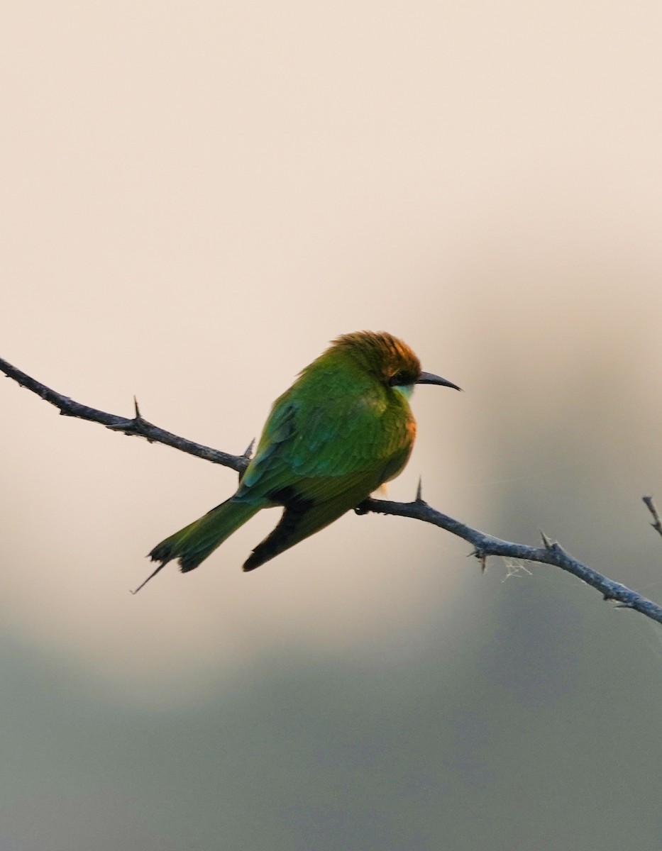 Asian Green Bee-eater - ML646738583