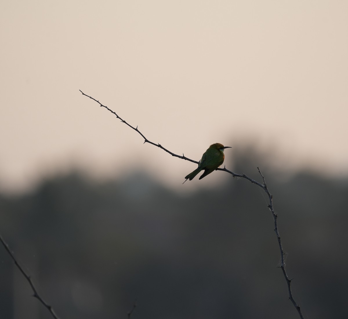 Asian Green Bee-eater - ML646738584