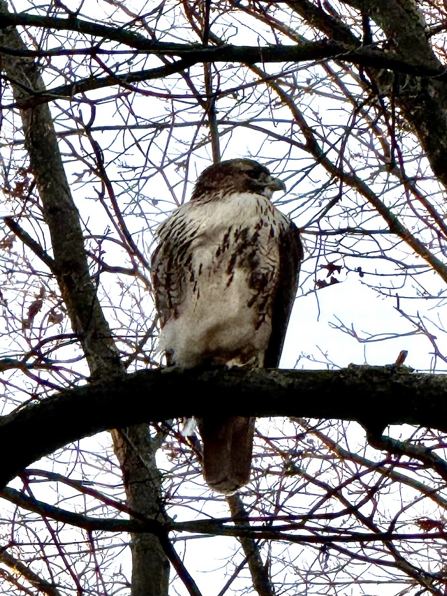 Kızıl Kuyruklu Şahin (borealis) - ML646738585