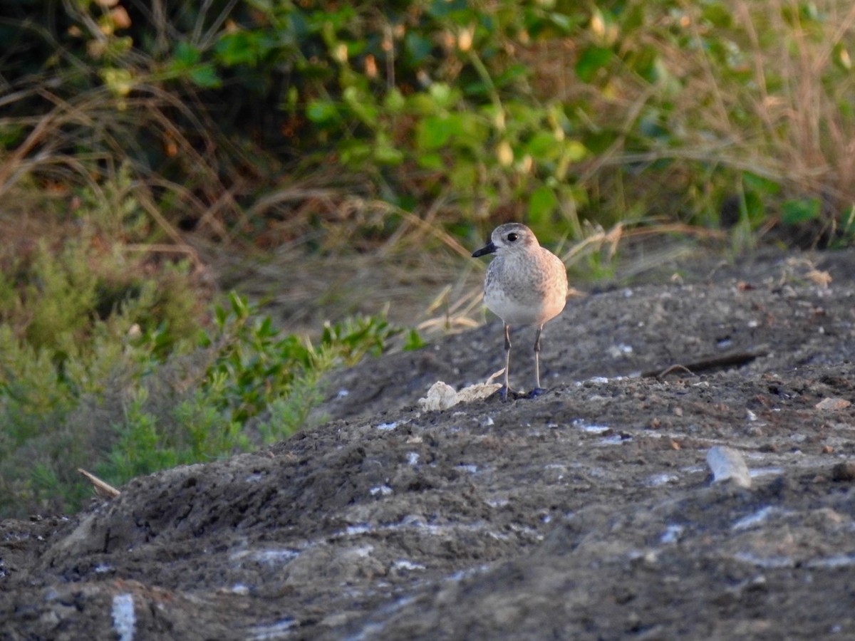 Black-bellied Plover - ML646738586