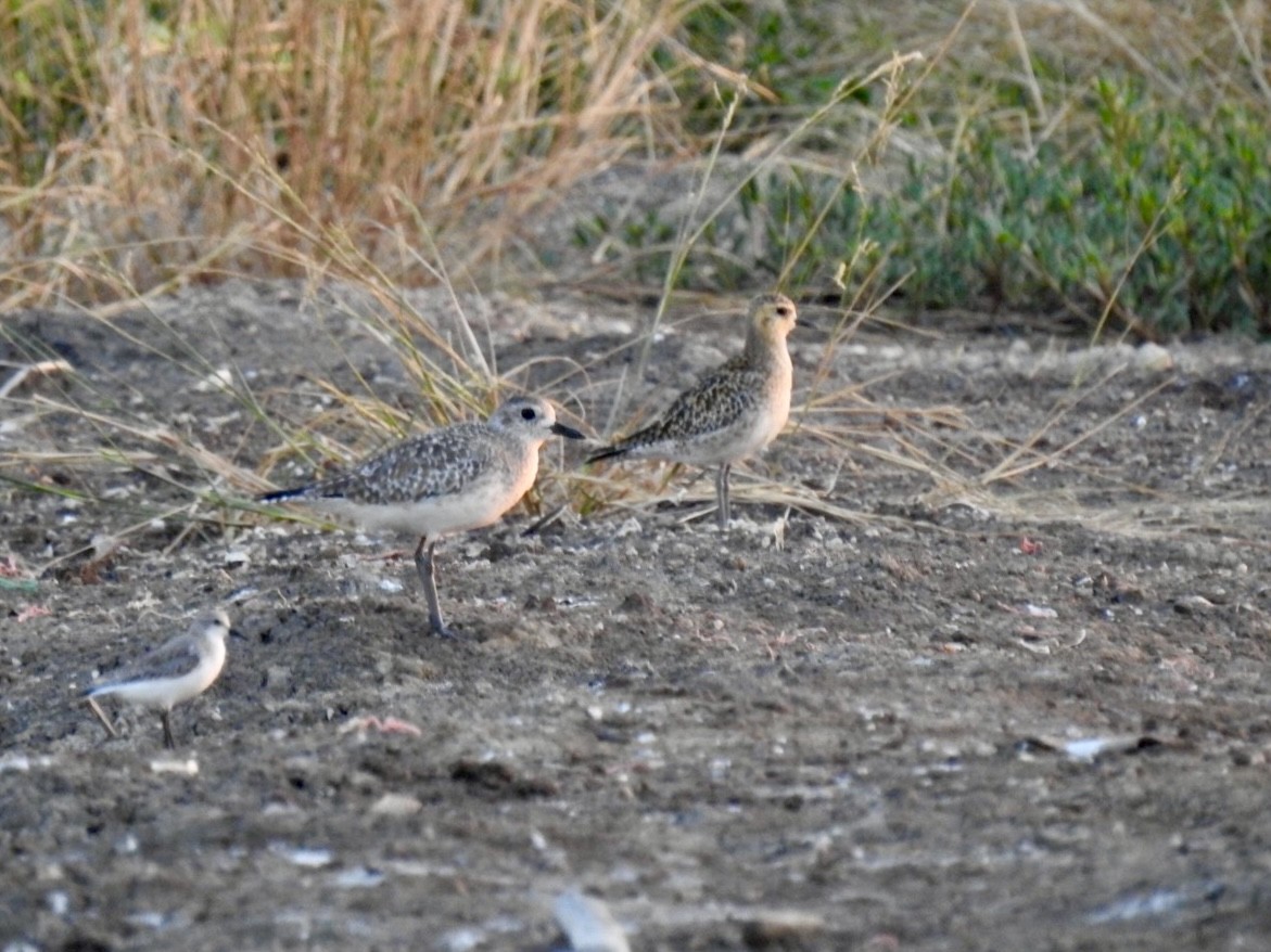 Black-bellied Plover - ML646738587
