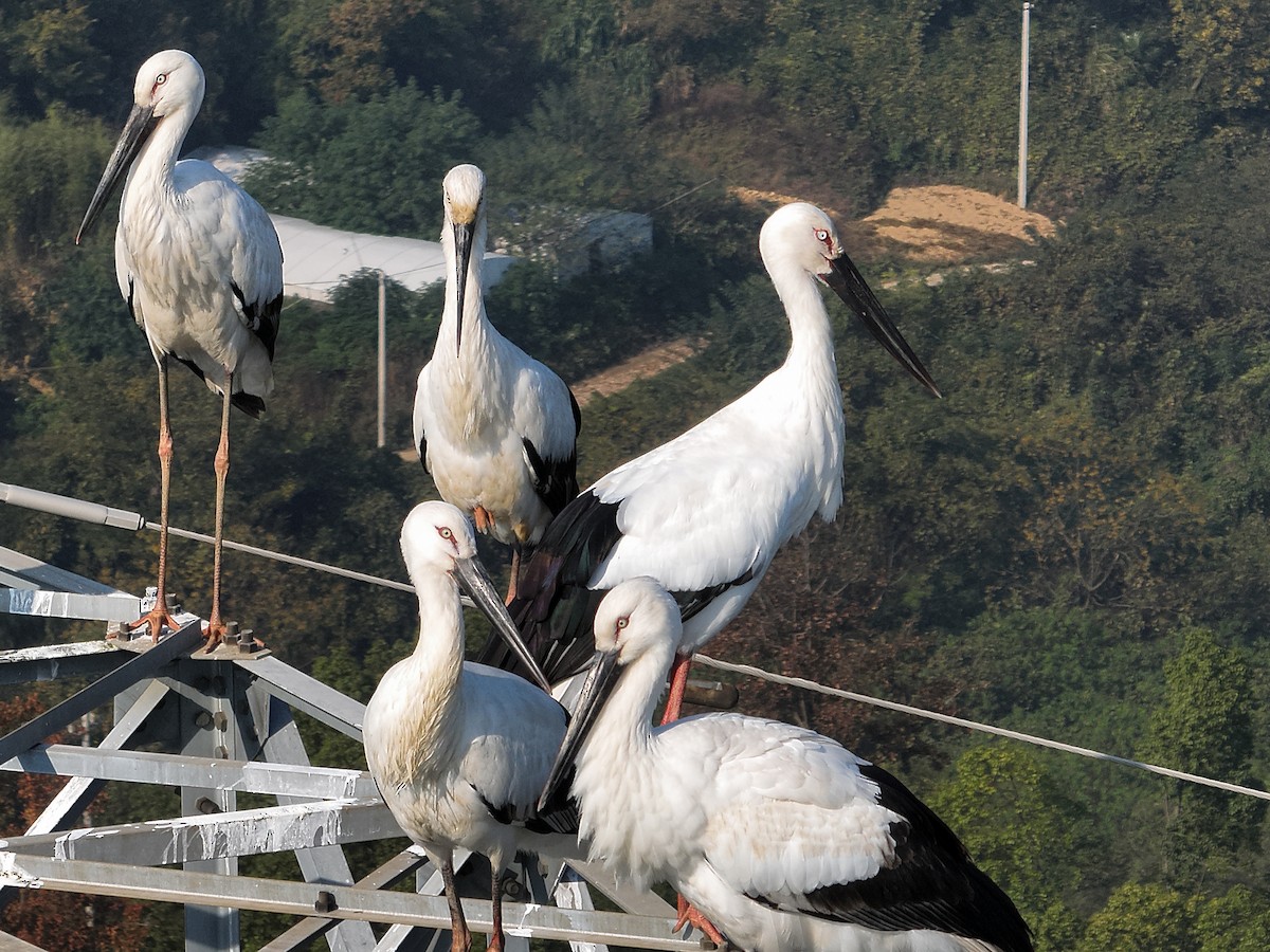 Oriental Stork - ML646738589