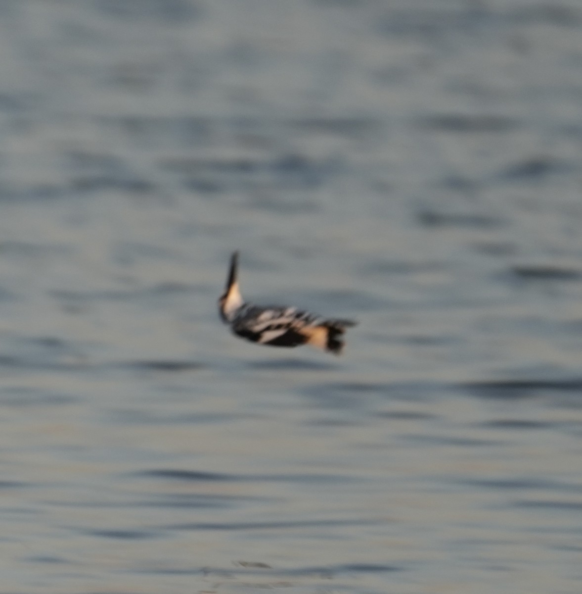 Pied Kingfisher - ML646738590