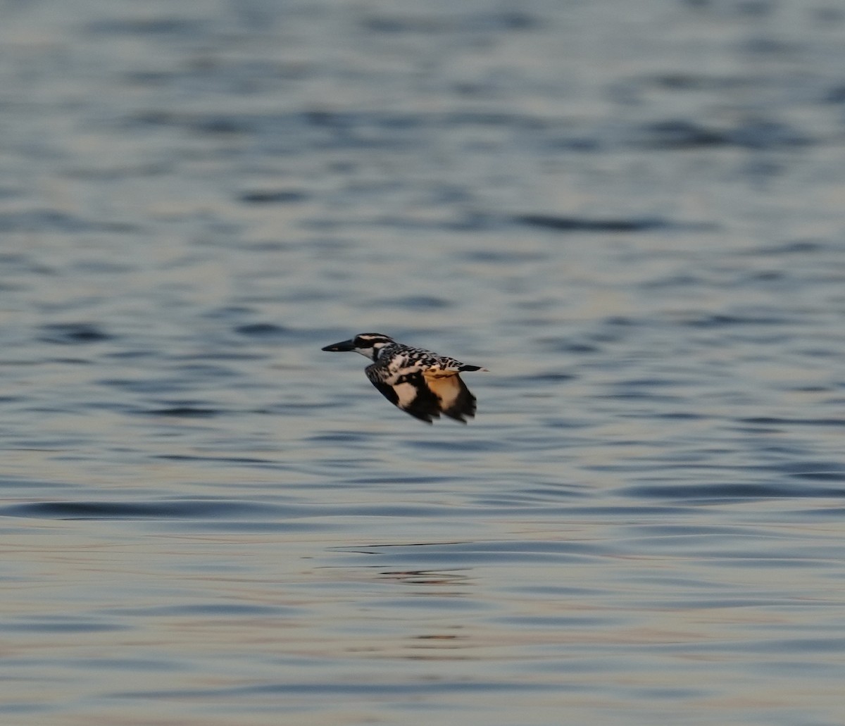 Pied Kingfisher - ML646738591
