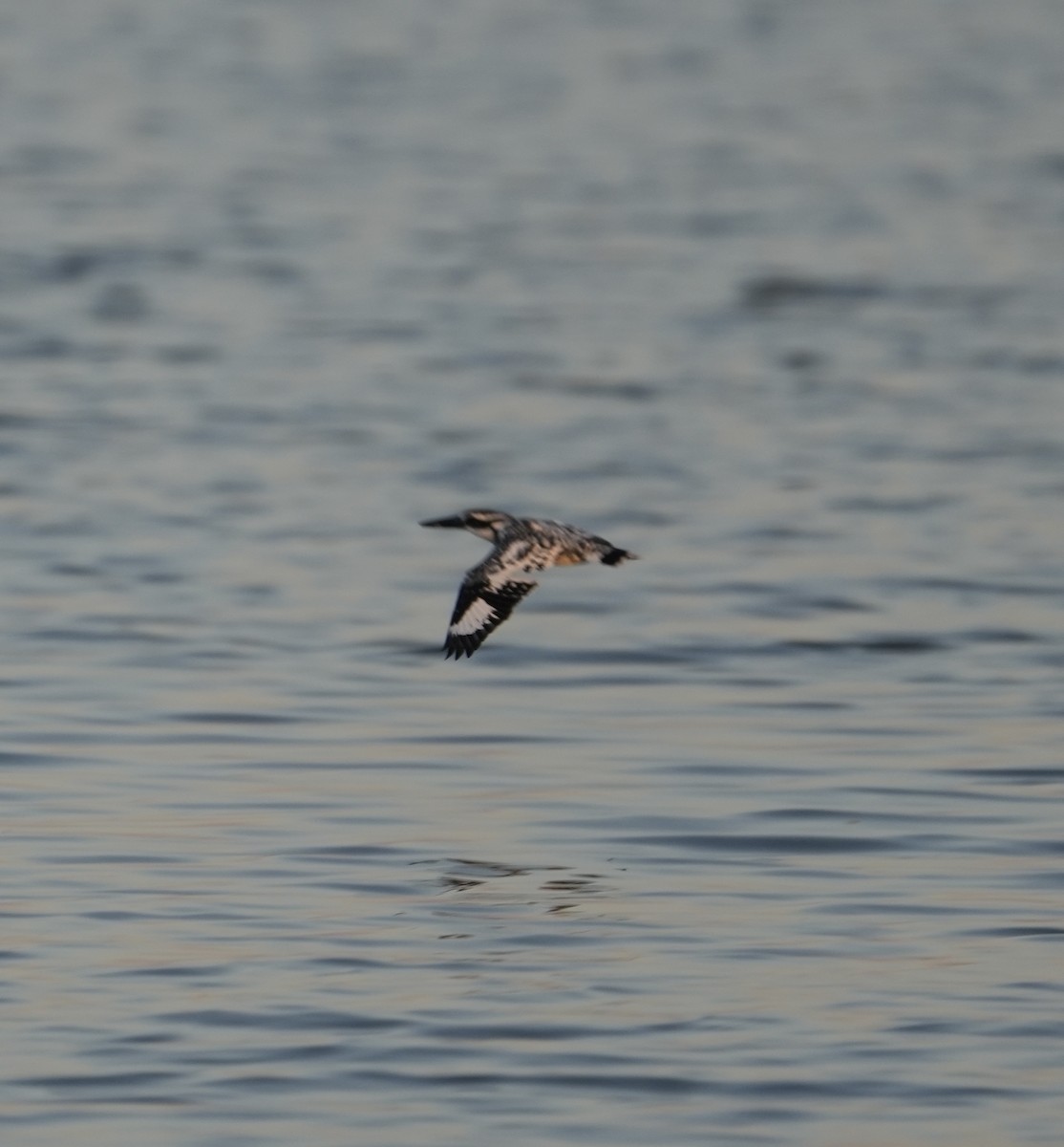 Pied Kingfisher - ML646738592