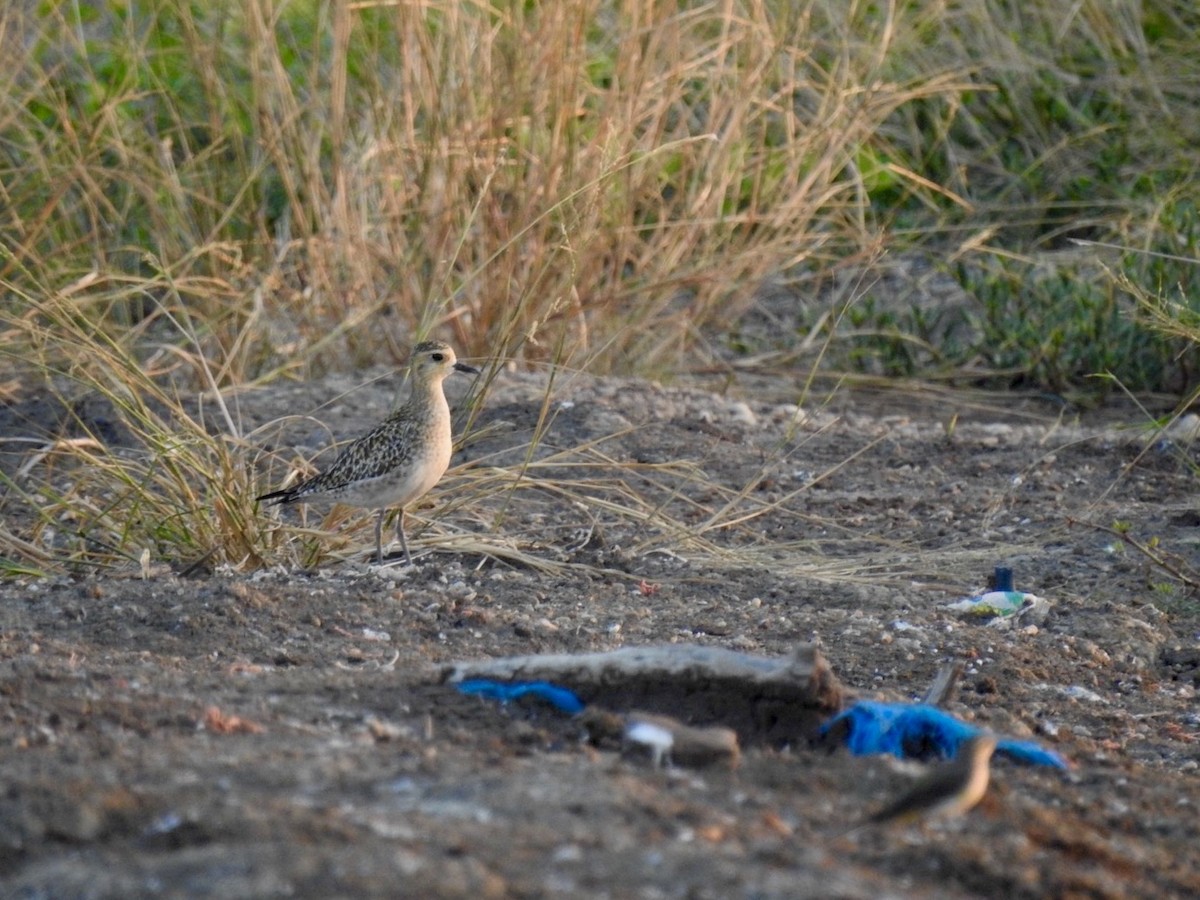 Pacific Golden-Plover - ML646738593