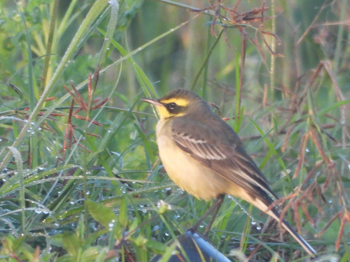 Çukçen Kuyruksallayanı - ML646738594