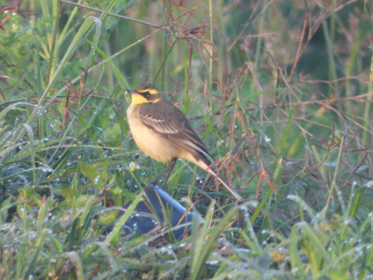 Çukçen Kuyruksallayanı - ML646738595