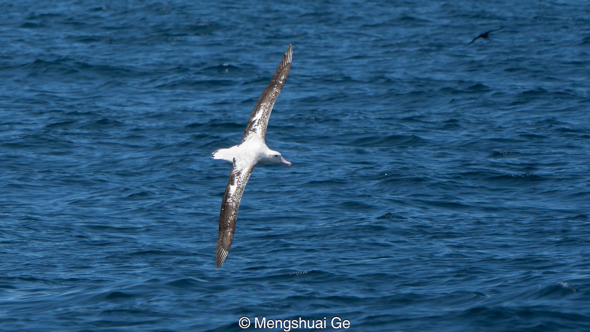 Antipodean Albatross (Gibson's) - ML646738596